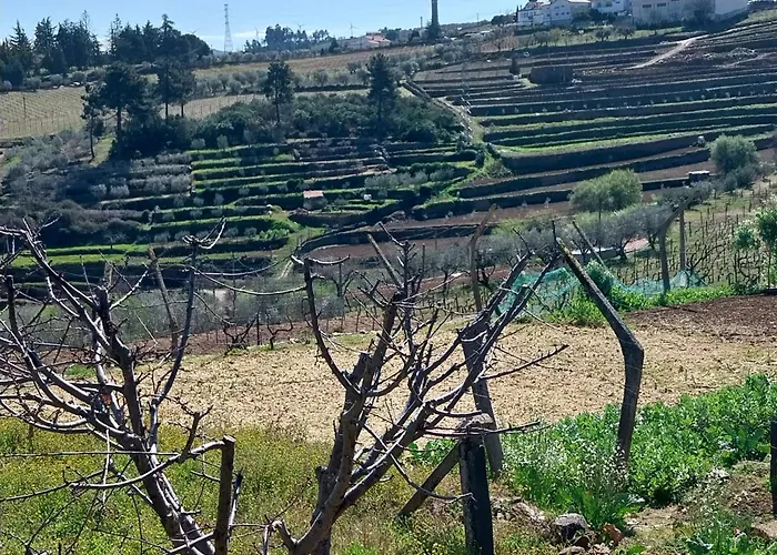 Douro Feels Like Home